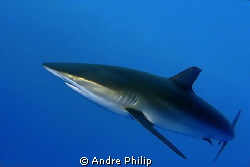 very self-confident silky shark check me up in a short di... by Andre Philip 